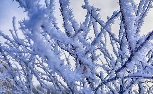 Utah Garden Frost Dates