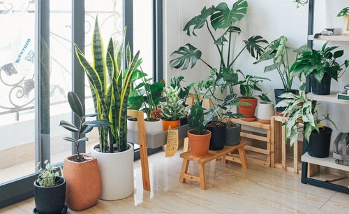 Utah Indoor Plants