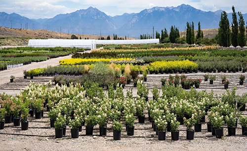 Utah Quality Plant Source